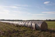 straw-bale-rolled-agriculture-hay-915556.jpg