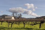 Wild mustard plants bring color to the otherwise dormant vines of California's Napa Valley in wintertime LCCN2013630817.tif.tiff