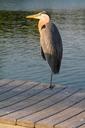 bird-egret-gray-dock-sunset-beak-539596.jpg