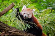 Red Panda (29117922324).jpg