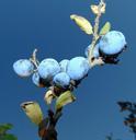 berries-plant-evening-farewell-969584.jpg