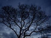 tree-night-darkness-sky-forest-1220085.jpg