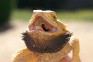 pogona-reptile-lizard-582165.jpg