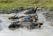 buffalo-asiatic-wild-mud-animal-335715.jpg