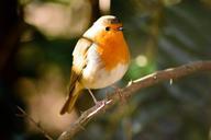 robin-bird-wildlife-animal-nature-662134.jpg