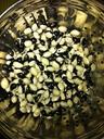 beans-peace-yin-yang-orca-food-551112.jpg