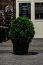 cafe-plant-pot-green-garden-932139.jpg