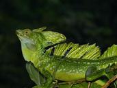 lizard-basilisk-animal-reptile-516782.jpg