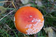 fungus-toxic-macro-mushrooms-1571153.jpg