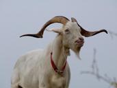 billy-goat-goat-pasture-goatee-1578016.jpg