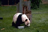 panda-bear-wildlife-zoo-cute-656846.jpg