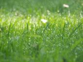 meadow-nature-grass-rush-dewdrop-489934.jpg