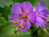 bee-pollen-pollen-cranesbill-1384478.jpg