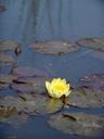 water-lily-yellow-flower-nuphar-1029065.jpg