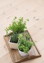 Pots-with-fresh-green-herbs-on-floor.jpg