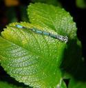 dragonfly-leaf-macro-plant-green-365522.jpg