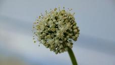 onion-blossom-flower-ball-flower-849749.jpg