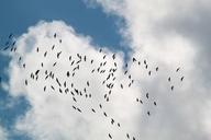 flock-of-birds-migratory-birds-534928.jpg