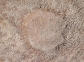 camel-footprint-sand-animal-527433.jpg