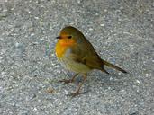 robin-bird-animals-95984.jpg