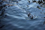 sea-lion-ocean-sea-nature-wildlife-1078962.jpg