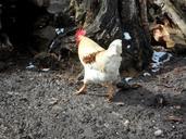 hahn-run-away-bird-poultry-farm-95744.jpg