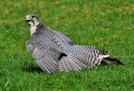 falcon-wildpark-poing-raptor-1316382.jpg