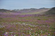 hills-flowering-desert-flowers-960125.jpg