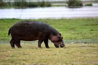 hippo-amboseli-africa-kenya-safari-650614.jpg