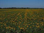 sunflower-sunflower-field-1521873.jpg