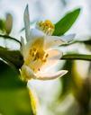 orange-blossom-blossom-bloom-278011.jpg