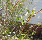 Yellow jacket and aphids on flowery white bush.jpg