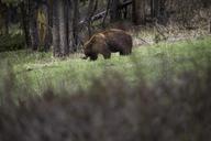 Cinnamon_black_bear,_Soda_Butte_Creek.jpg