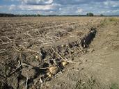 potato-field-agriculture-food-844547.jpg