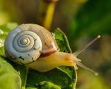 snail-snail-shell-slow-animal-405384.jpg