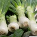 onion-spring-onion-spring-green-761951.jpg