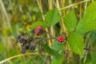 blackberries-berry-leaf-thorns-466192.jpg