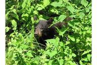 American black bear cub in grass ursus americanus.jpg