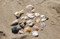 shell-sea-beige-nature-103537.jpg