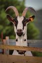 goat-nature-pet-animal-horns-394114.jpg