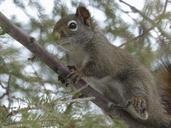 squirrel-animal-forest-branch-tree-300248.jpg