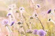 wildflowers-field-flowers-summer-1406846.jpg