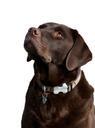 labrador-dog-labrador-retriever-164361.jpg