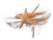 starfish-dried-driftwood-decorative-731464.jpg