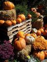 pumpkin-fall-orange-seasonal-457238.jpg