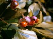 berries-berry-fruits-infructescence-200616.jpg