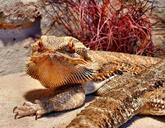 reptile-bearded-dragon-creature-578198.jpg