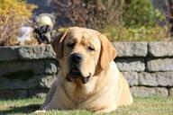 labrador-male-blond-112371.jpg