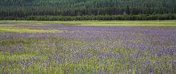 wildflowers-meadow-wilderness-1650763.jpg