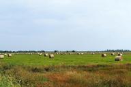 pasture-agriculture-hay-round-bales-398075.jpg